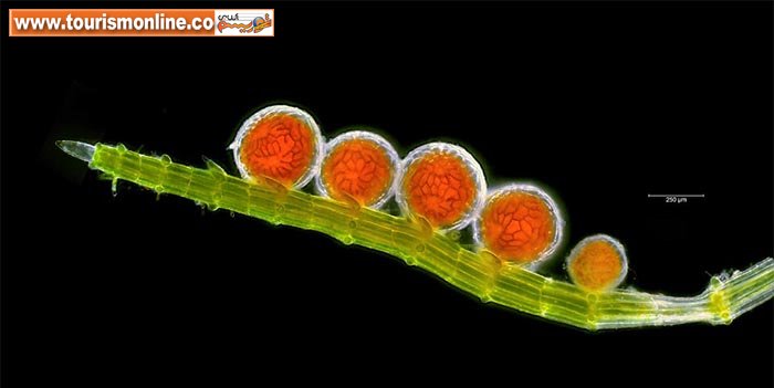 چند عکس فوق العاده از دنیای پنهان ببینید!+تصاویر