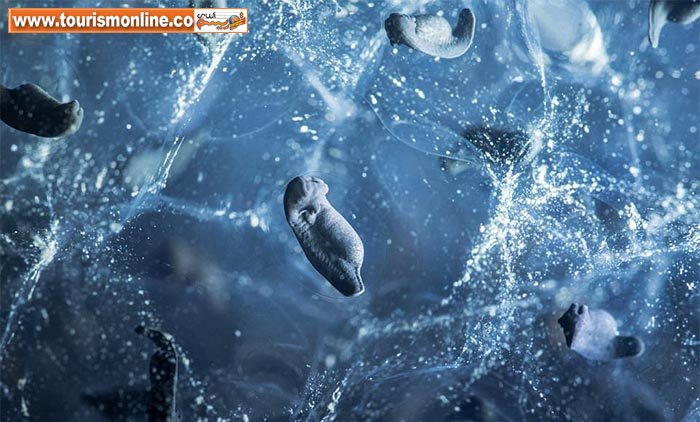 چند عکس فوق العاده از دنیای پنهان ببینید!+تصاویر