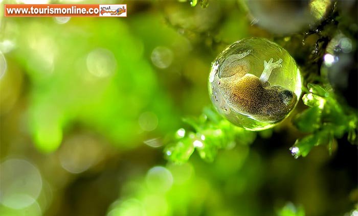 چند عکس فوق العاده از دنیای پنهان ببینید!+تصاویر