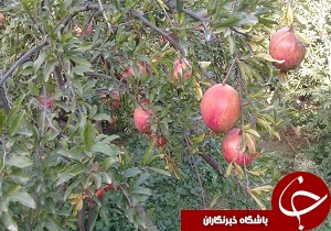 آغاز برداشت انار در استان قزوین
