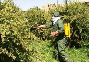 مبارزه با زنگ جارویی زرشک در 956 هکتار از باغات