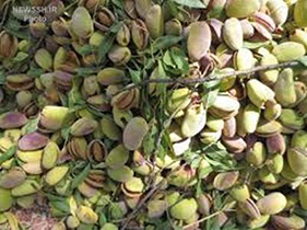برداشت بیش از 2 هزار تُن بادام از باغات نجف آباد