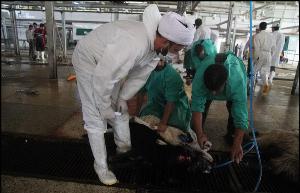 ذبح شرعی بیش از ۱۷ میلیون قطعه طیور و ۶۸ هزار راس دام درآذربایجان غربی