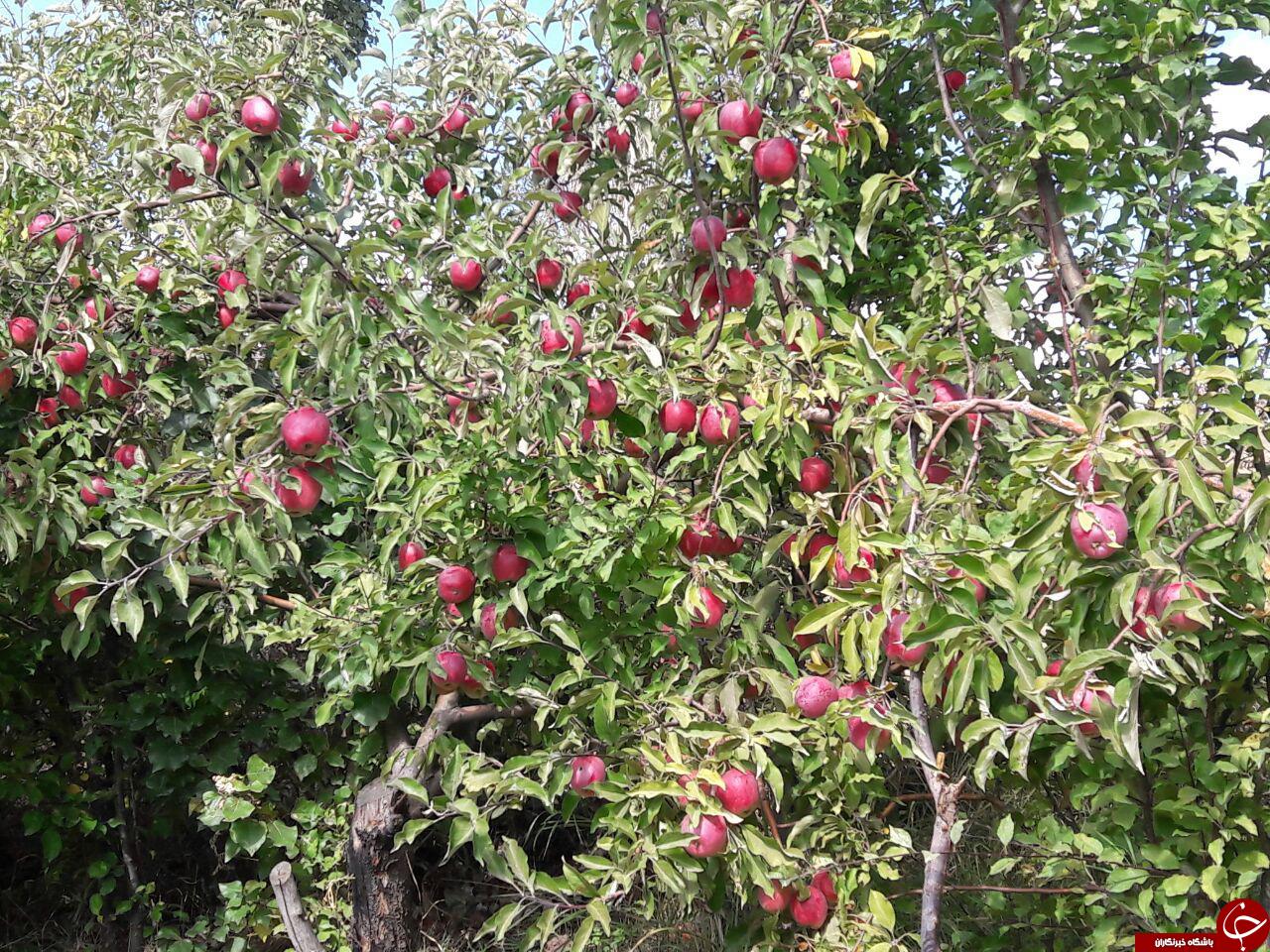 باغ درختان سیب در روستای &laquo;باتلاق&raquo; + تصاویر