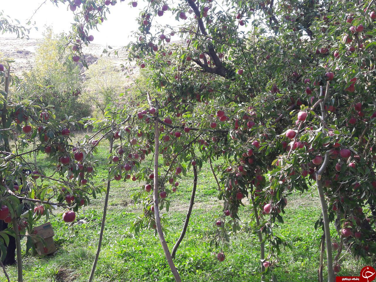 باغ درختان سیب در روستای &laquo;باتلاق&raquo; + تصاویر