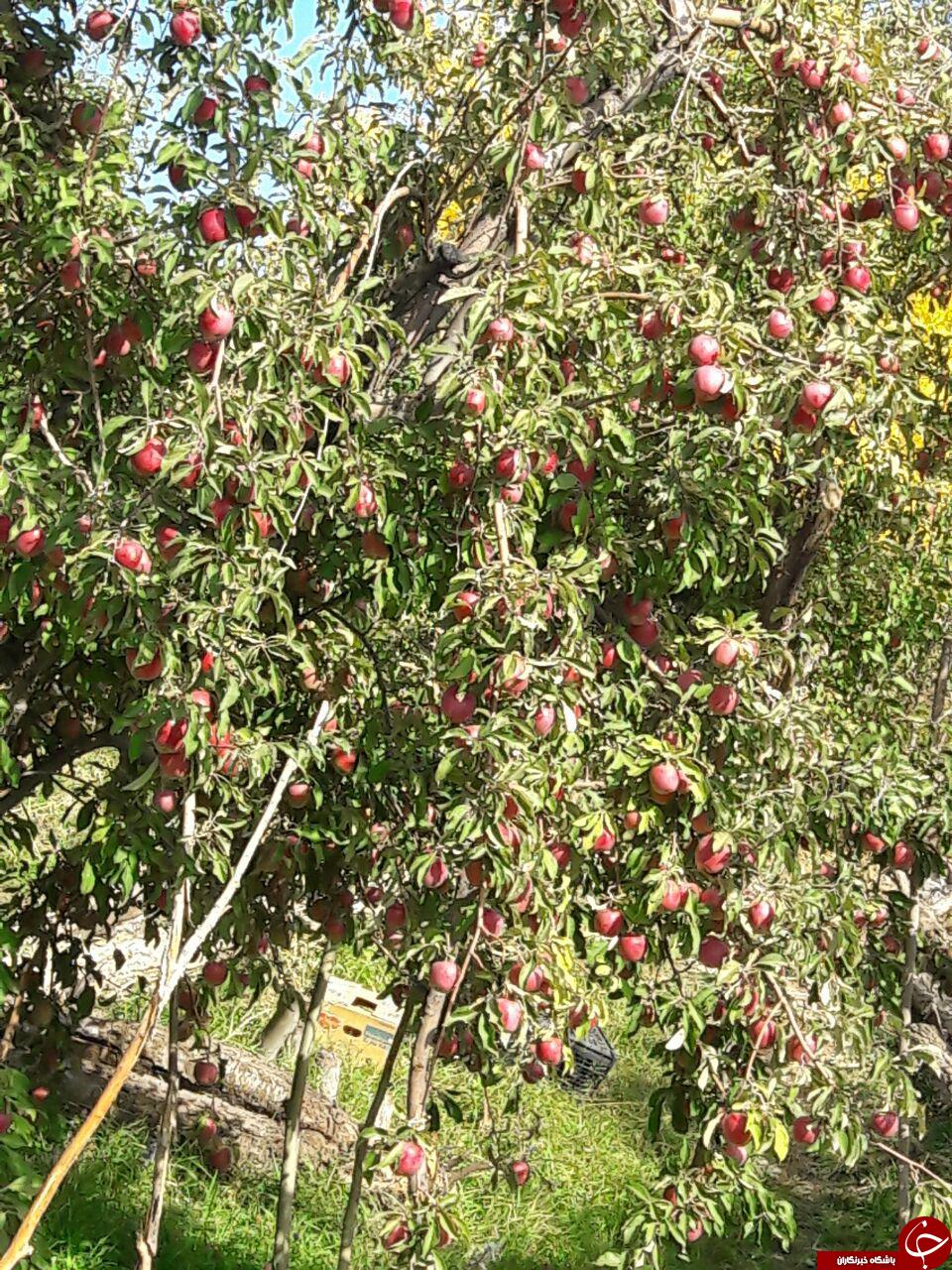 باغ درختان سیب در روستای &laquo;باتلاق&raquo; + تصاویر