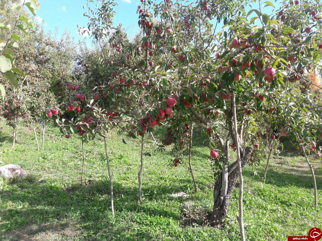 باغ درختان سیب در روستای &laquo;باتلاق&raquo; + تصاویر