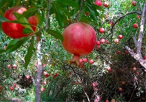پیش بینی برداشت 24 هزار تن انار از باغات خراسان جنوبی