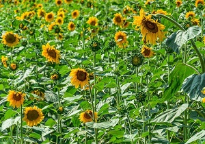 خرید تضمینی بیش از ۸۶ هزار تن آفتابگردان روغنی در آذربایجان غربی