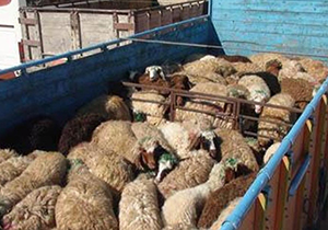 کشف احشام فاقد مجوز در گلستان