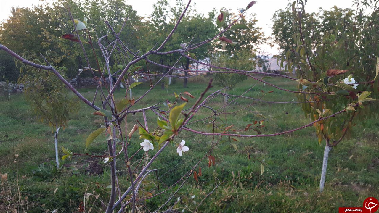شکوفایی درخت آلبالو در فصل پاییز + تصاویر