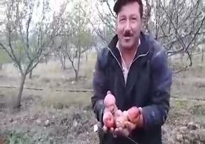 وقتی باغداران مشگین‌شهر دست به تبر می‌شوند + فیلم