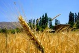 کشاورزان بافتی در تکاپوی کشت پاییزه