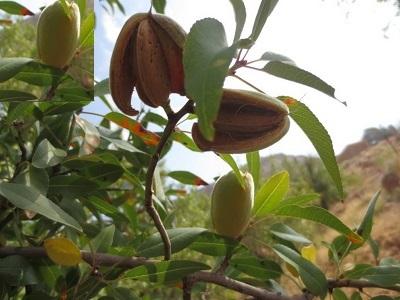 برداشت بادام كاغذی از باغات بردسير
