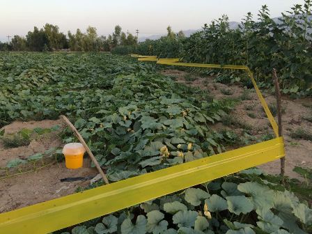 استقرار یک واحد پست قرنطینه نباتی درارزوئیه