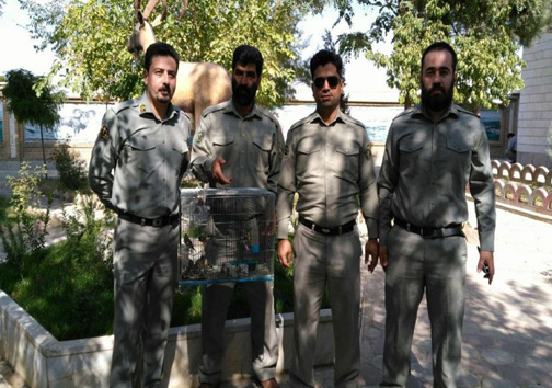 متخلف زنده گیری سهره در بروجرد دستگیر شد