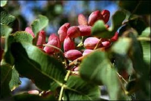 صادرات گریان کالای خندان + فیلم