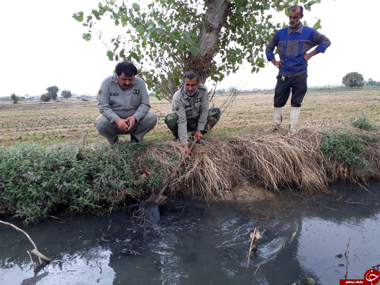 پسماندهای کشتارگاه در زمین کشاورزی + تصاویر