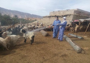 افزایش 10 درصدی سمپاشی دام های عشایر خراسان جنوبی