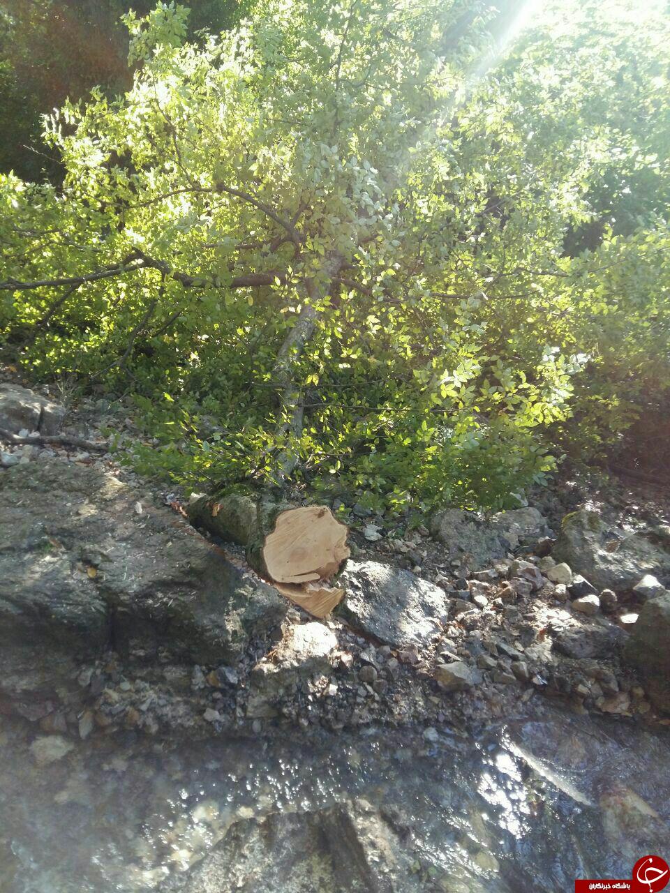 قطع درختان کهنسال در روستای &laquo;کلشتر&raquo; + فیلم و تصاویر