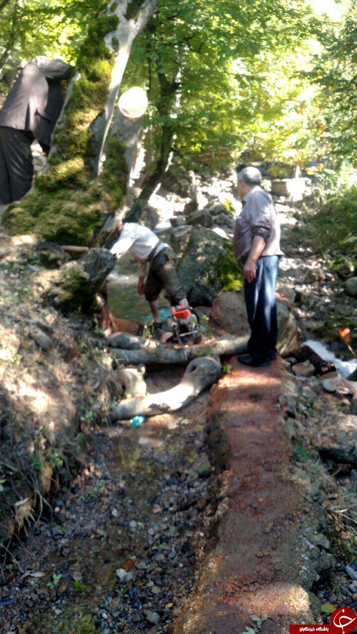 قطع درختان کهنسال در روستای &laquo;کلشتر&raquo; + فیلم و تصاویر