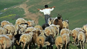 سرشماری جمعیت عشایر گیلان