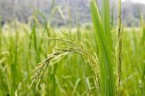 آغاز برداشت برنج از شالیزارهای آبدانان