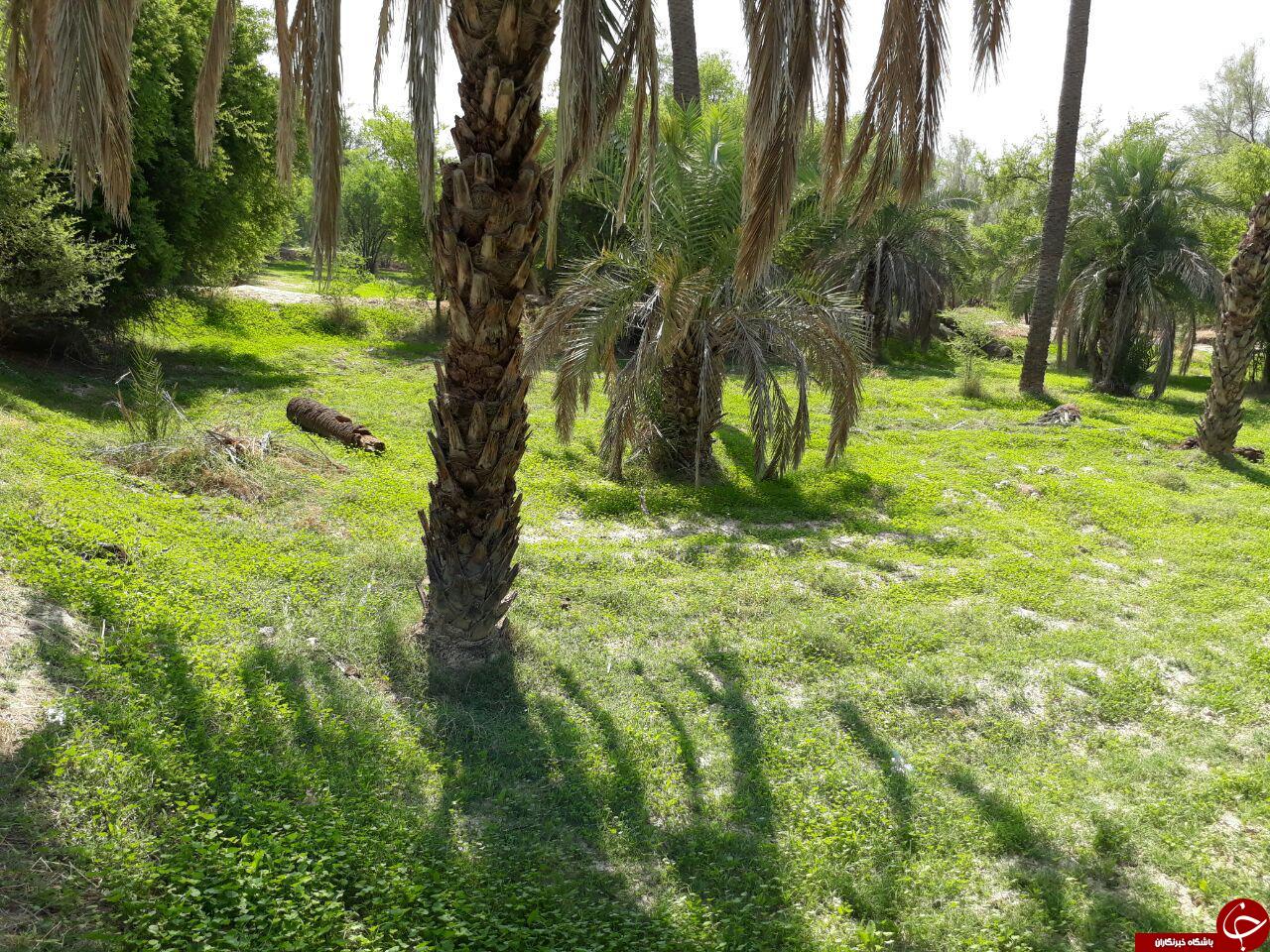 رویش گیاهان در فصل خزان + تصاویر