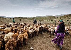 اجرای 65 درصد از طرح های دامپروری در مناطق محروم شهرستان بیله سوار