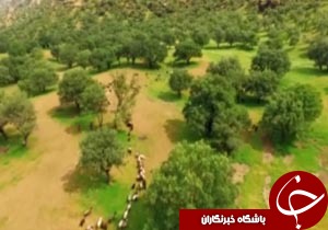 بیش از ۱۳ هزار هکتار از مراتع ییلاقی لرستان بیمه شد