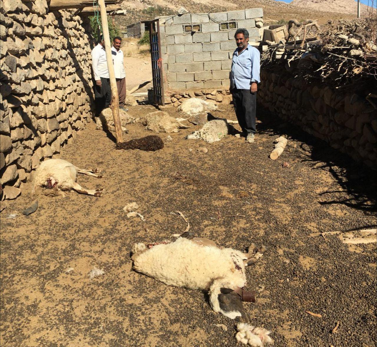 تلف شدن ۱۰ راس گوسفند بر اثر حمله گرگها در شهربابک