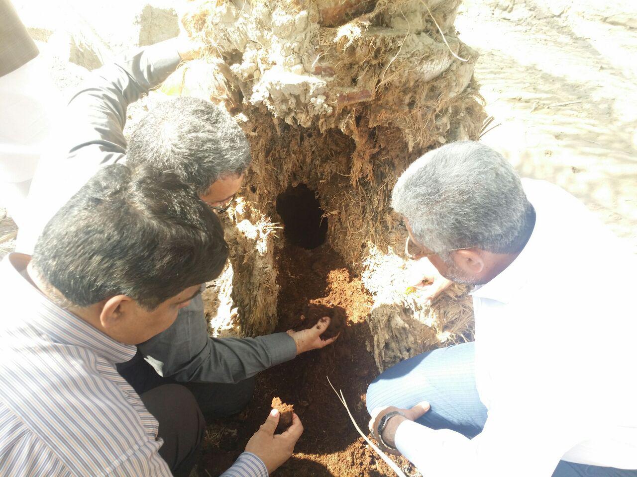 کنترل آفت سرخرطومی خرما در سیستان و بلوچستان ۵۰ میلیارد ریال اعتبار نیاز دارد