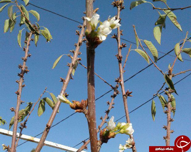 شکوفه های پاییزی درخت گیلاس