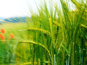 آماده سازی اراضی دشت آزادگان برای کشت گندم