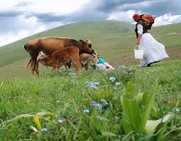 انتخاب بردسیر به عنوان پایلوت توسعه روستایی کشور