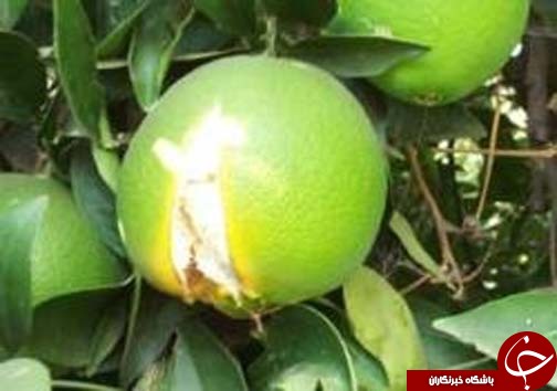 خشکسالی که رفت و بارانی که آمد / ترک خوردگی ، صورت حساب سنگین باغداران مرکبات