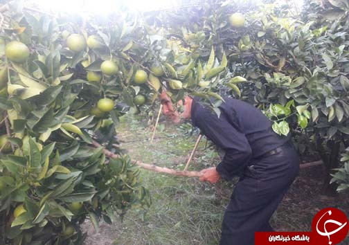 خشکسالی که رفت و بارانی که آمد / ترک خوردگی ، صورت حساب سنگین باغداران مرکبات