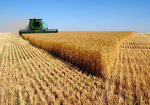 ذخیره بیش از یک میلیون تن گندم در سیلوهای استان