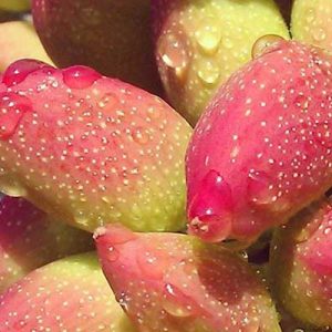 نرخ مصوب انواع میوه در میادین میوه و تره بار