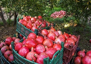 آغاز برداشت یاقوت سرخ در سردشت