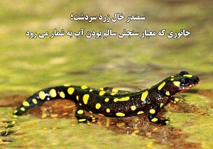 سمندر خال زرد سردشت در معرض انقراض