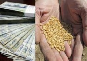 صندوق حمایت ازبخش کشاورزی شهرستان مریوان به زودی راه اندازی می شود