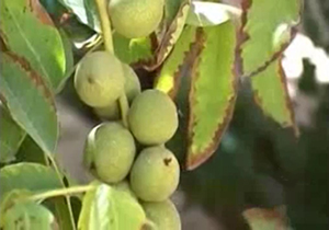 وقتی سرما به جان درختان گردو می‌افتد + فیلم