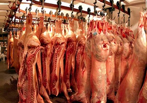 اهدای دام نذری برای اطعام زائران اربعین در سمنان