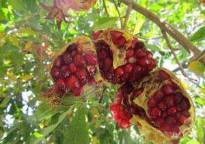 صدور انار سیاب کوهنانی به کره جنوبی