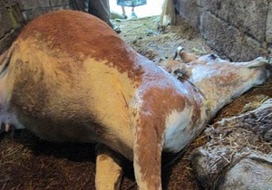 حذف لاشه دو رأس گاو آلوده در خراسان جنوبی