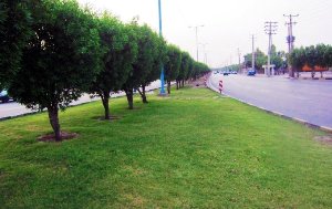 ضرورت تسریع در هرس درختان کونوکارپوس