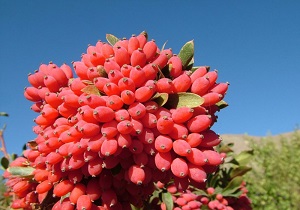 صادرات ۹۰ درصدی زرشک درمیان به خراسان رضوی