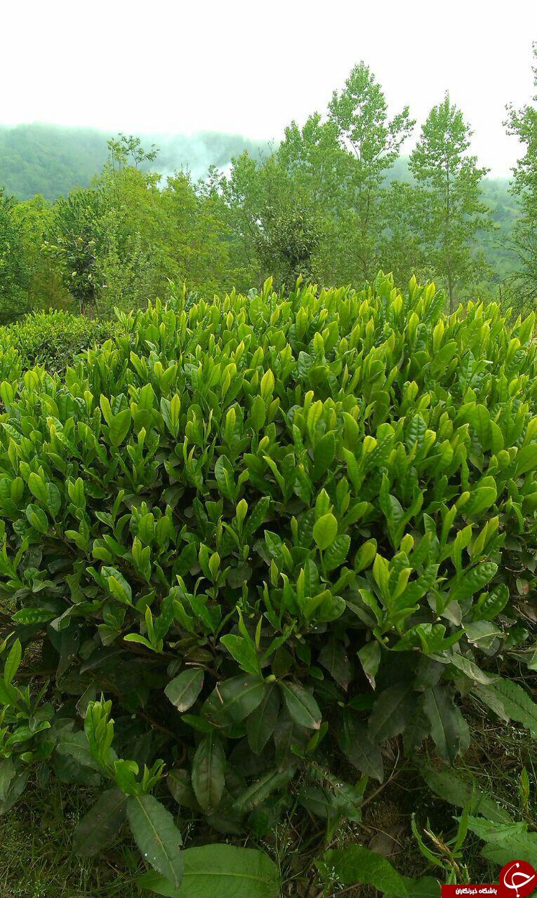 برداشت چای در سرلیل + تصاویر