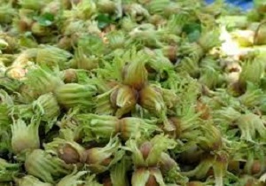 حفاظت از منابع ژنتیکی ارزشمند فندق در استان اردبیل